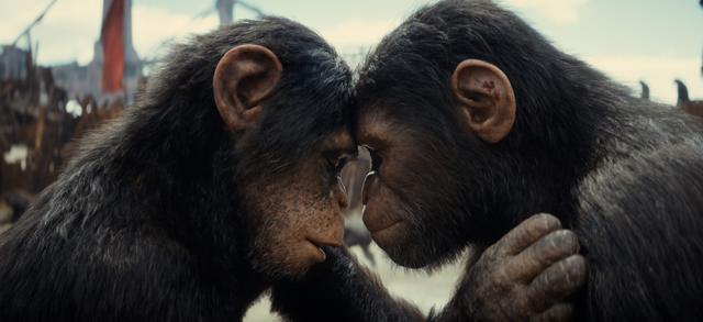《猩球崛起4:新世界》国语版独家资源上线【BD720P/3.3G-MP4】抢先版百度云-1