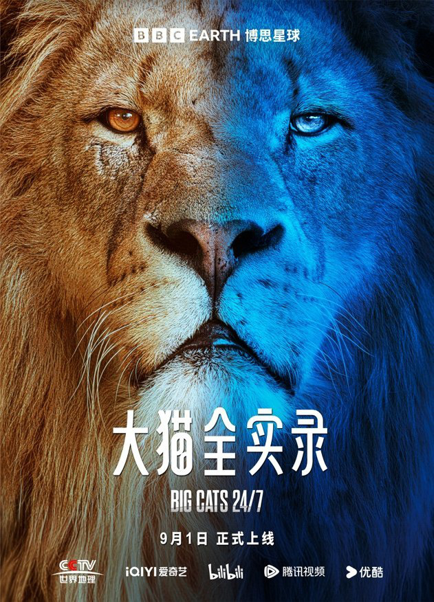 BBC新纪录片《大猫全实录》即将于9月1日上线-1